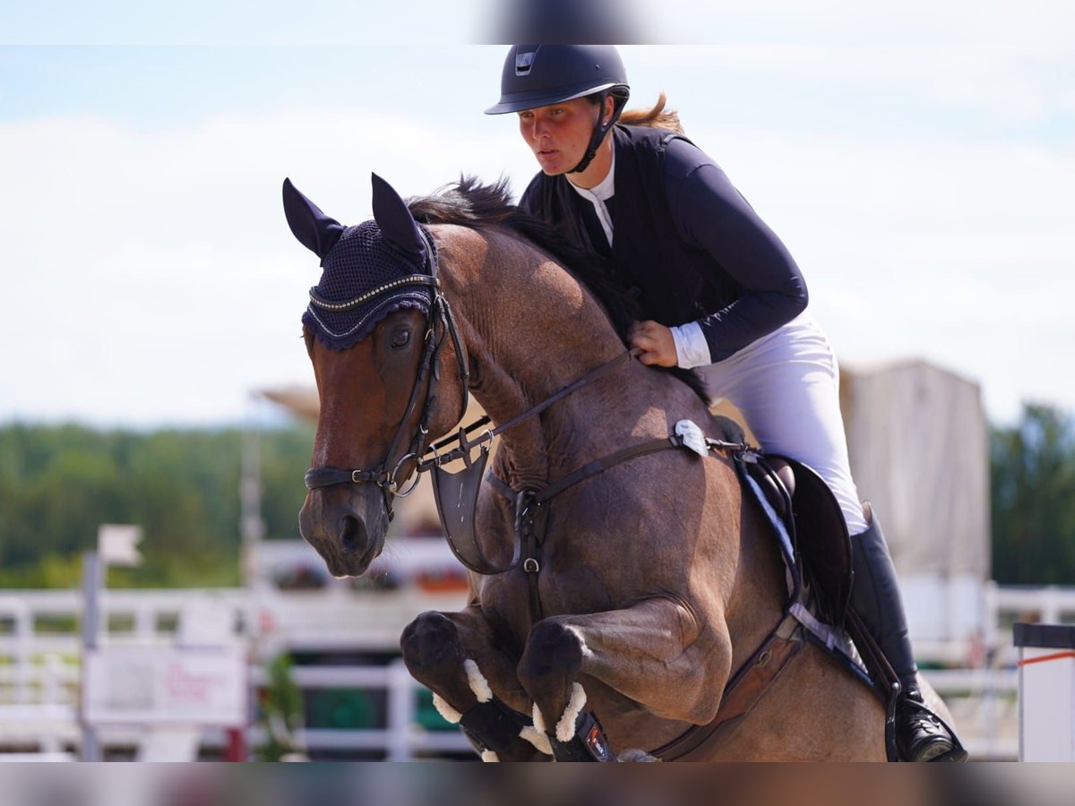 Württemberger Castrone 6 Anni 164 cm Baio roano in Breisach am Rhein