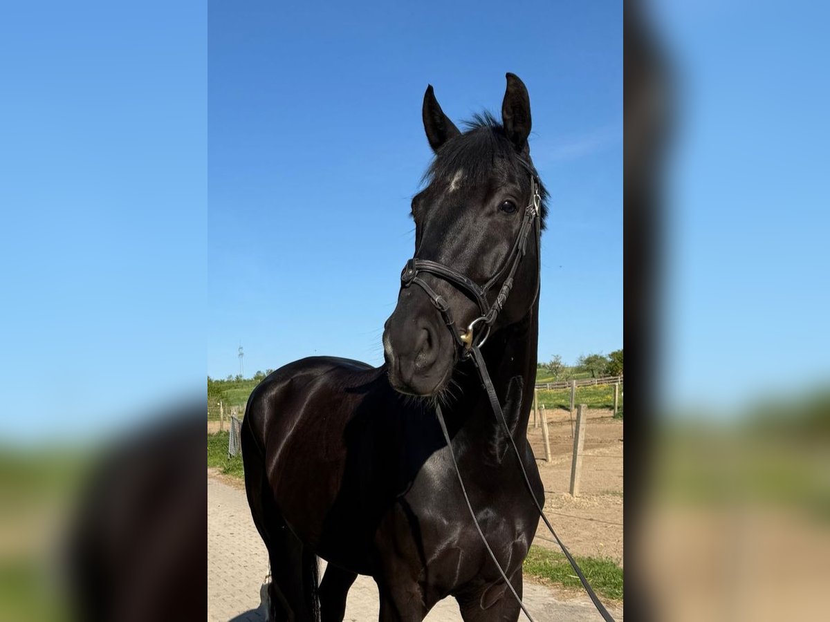 Württemberger Castrone 6 Anni 178 cm Morello in Wiernsheim