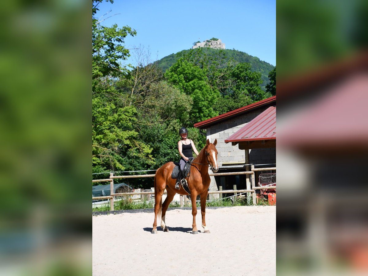 Württemberger Castrone 6 Anni 181 cm Falbo in Neuffen