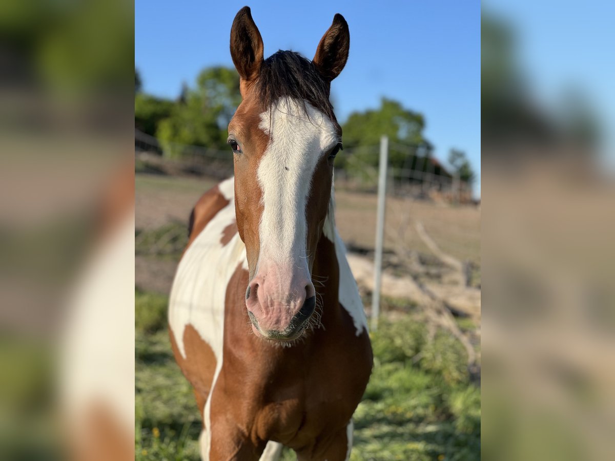 Württemberger Étalon 2 Ans 170 cm Pinto in B&#xFC;hlerzell