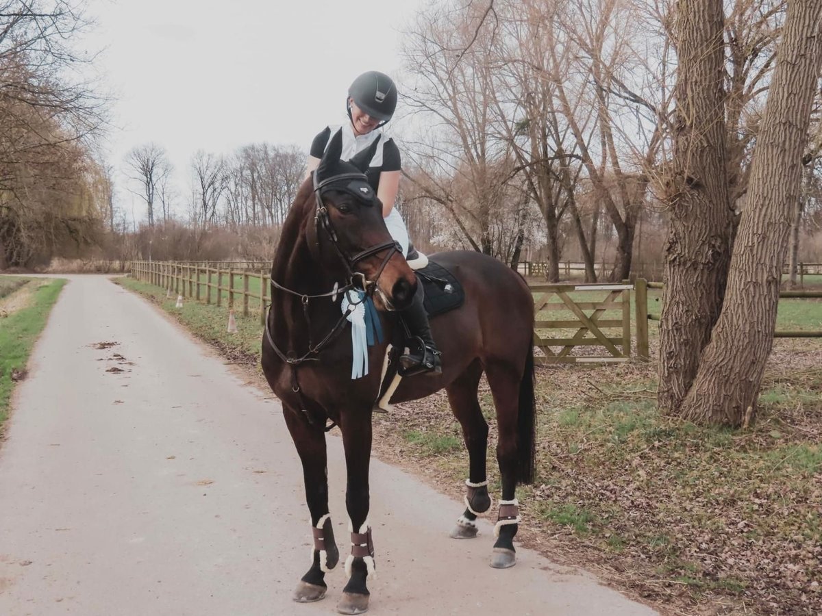 Württemberger Giumenta 12 Anni 163 cm Baio scuro in Emmendingen