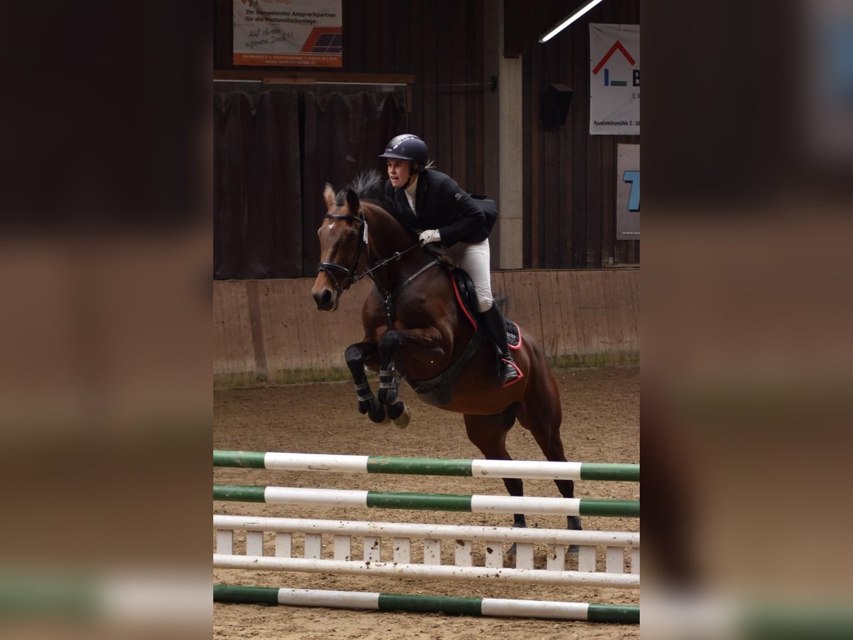 Württemberger Giumenta 13 Anni 165 cm Baio in Fulda