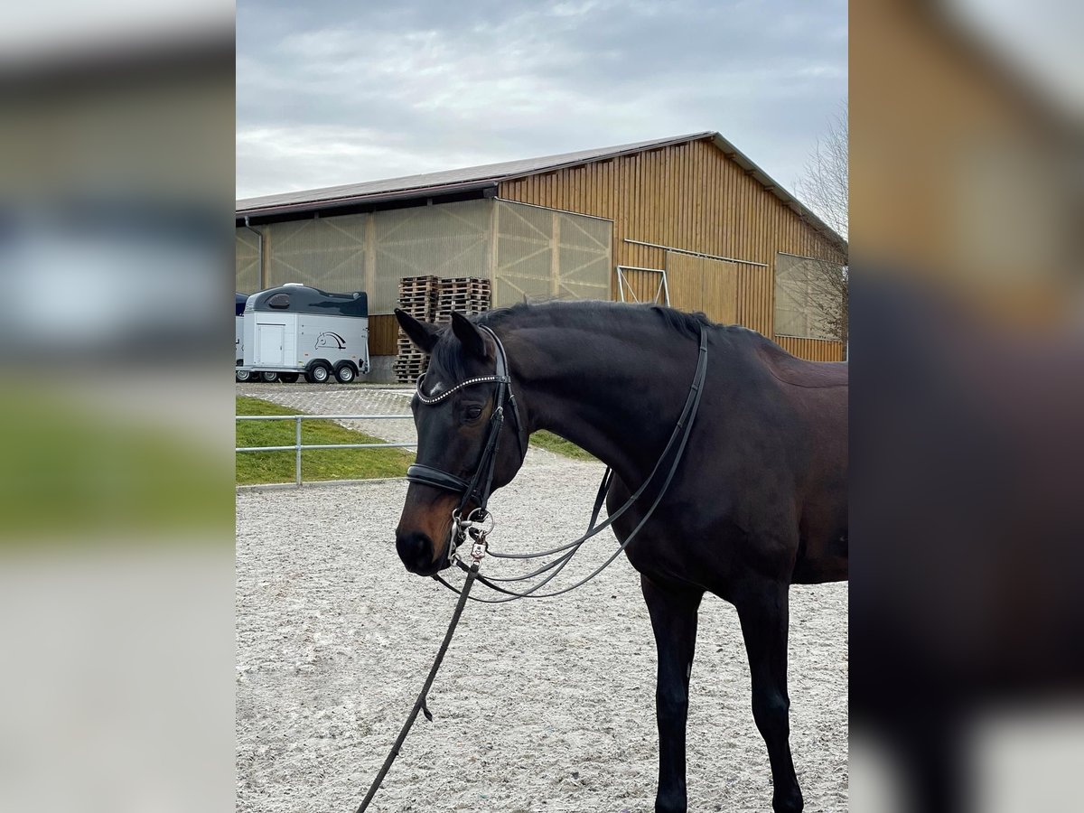 Württemberger Giumenta 15 Anni 168 cm Baio nero in Bad Schussenried