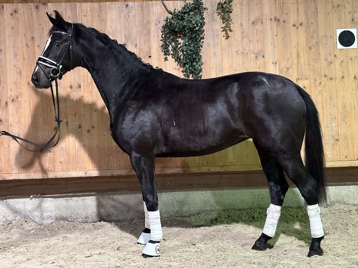 Württemberger Giumenta 2 Anni 162 cm Morello in Riedlingen