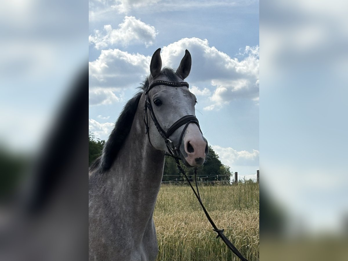 Württemberger Giumenta 5 Anni 166 cm Grigio in Ehingen an der Donau