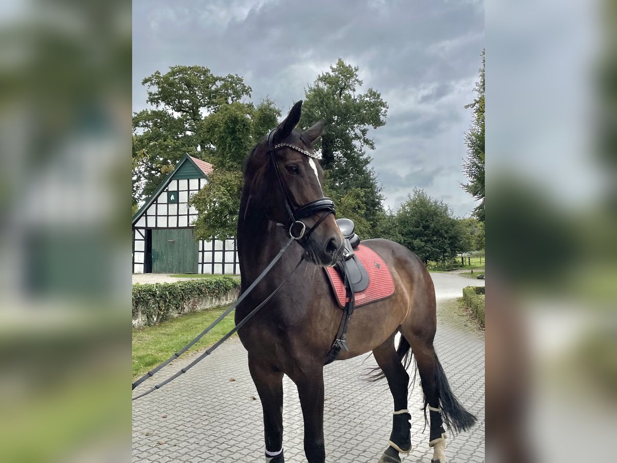 Württemberger Giumenta 8 Anni 180 cm Baio scuro in Lengerich Württemberger Giumenta 8 Anni 180 cm Baio scuro in Lengerich