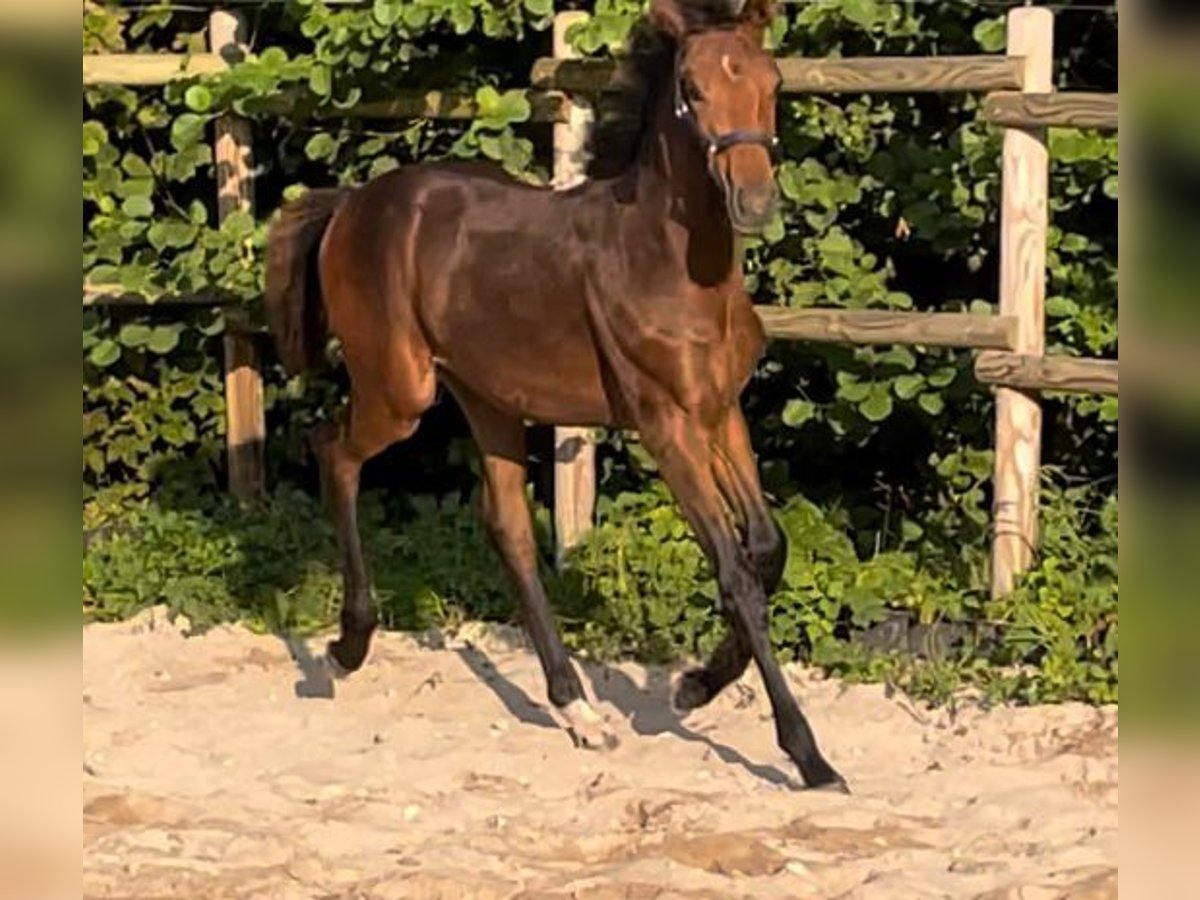 Württemberger Giumenta Puledri
 (04/2024) Baio in Neuffen