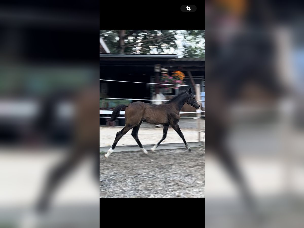 Württemberger Hengst Fohlen (05/2024) Dunkelbrauner in Neuffen