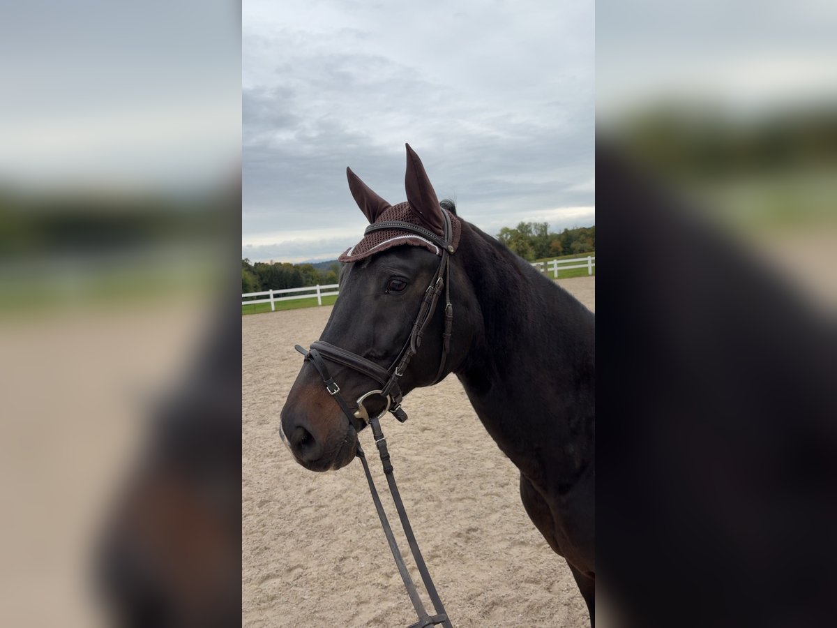 Württemberger Hongre 13 Ans 173 cm Bai brun in Baindt