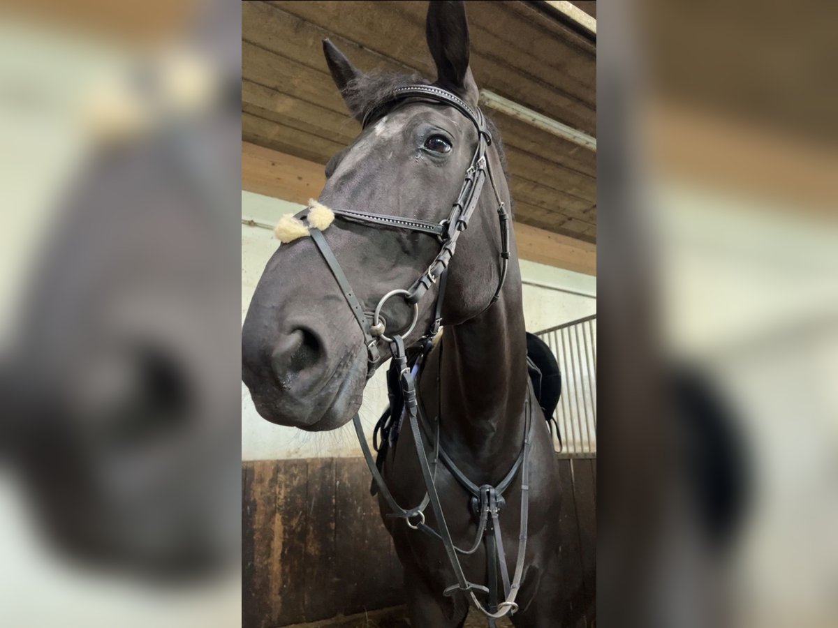 Württemberger Hongre 13 Ans 180 cm Noir in Zimmern ob Rottweil