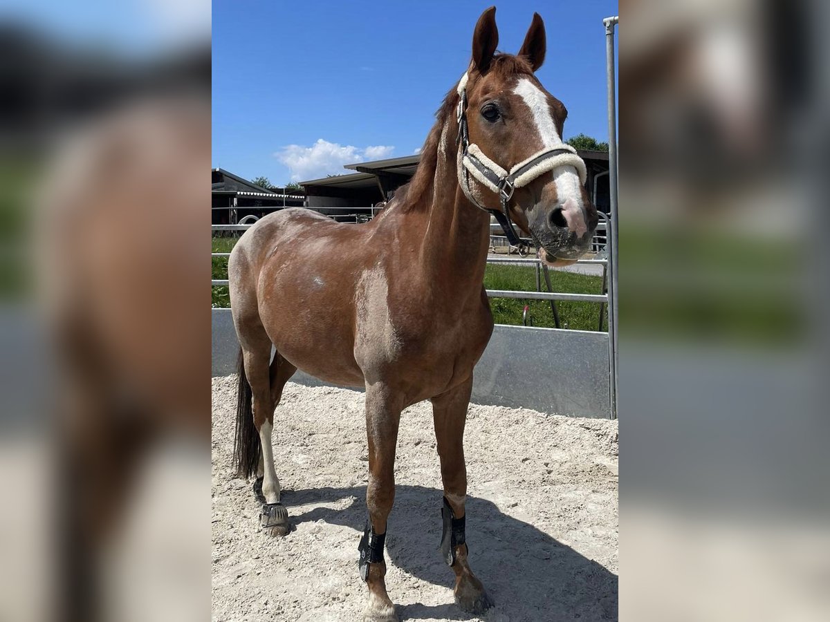 Württemberger Hongre 17 Ans 165 cm Alezan in Althütte