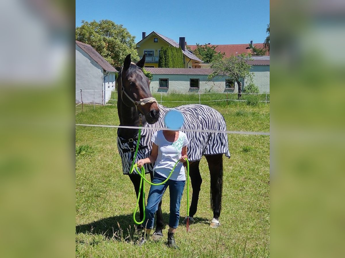 Württemberger Hongre 18 Ans 167 cm Bai brun foncé in Stödtlen