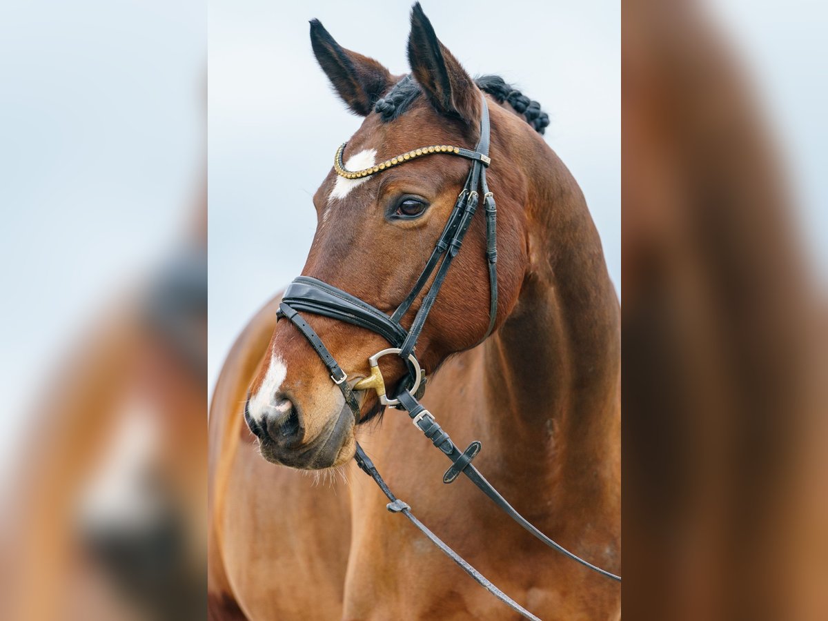 Württemberger Jument 12 Ans 168 cm Bai in Egenhausen