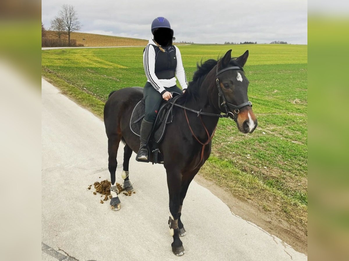 Württemberger Jument 16 Ans 159 cm Bai brun foncé in Weingarten