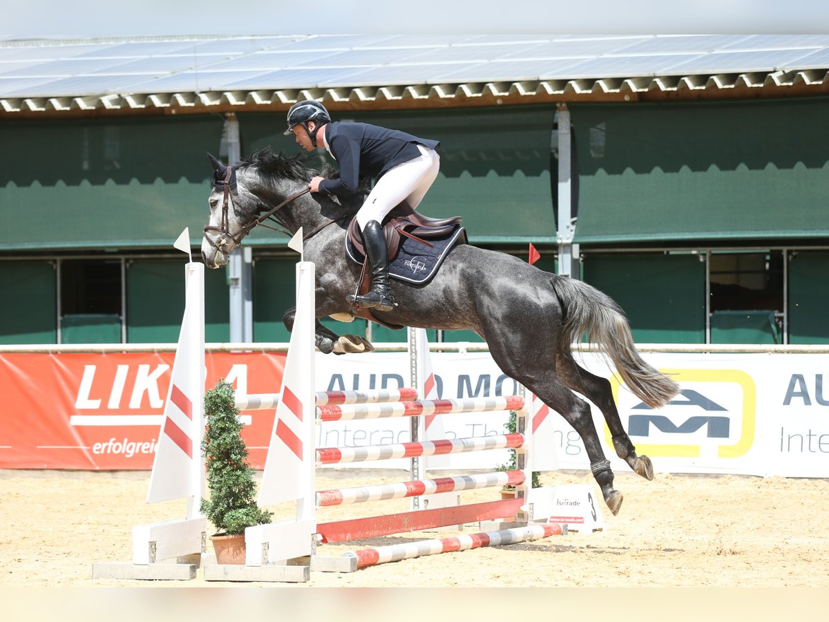 Württemberger Jument 5 Ans 168 cm Gris in Gundelfingen an der Donau