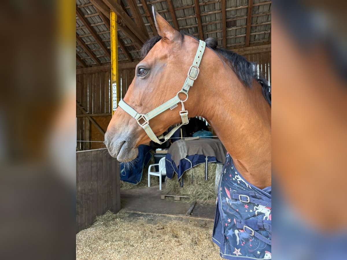 Württemberger Merrie 14 Jaar 165 cm Bruin in Berg