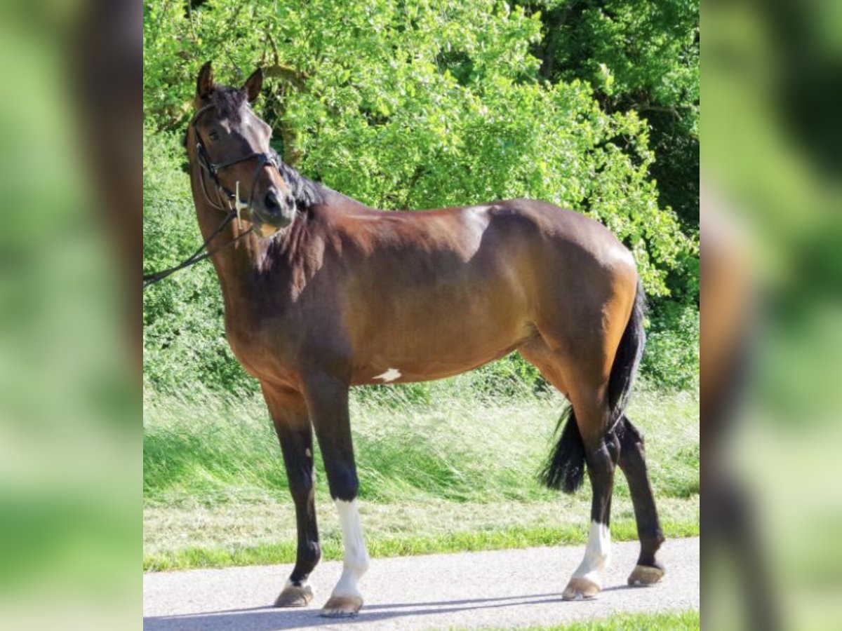 Württemberger Merrie 15 Jaar 165 cm Donkerbruin in Winnenden