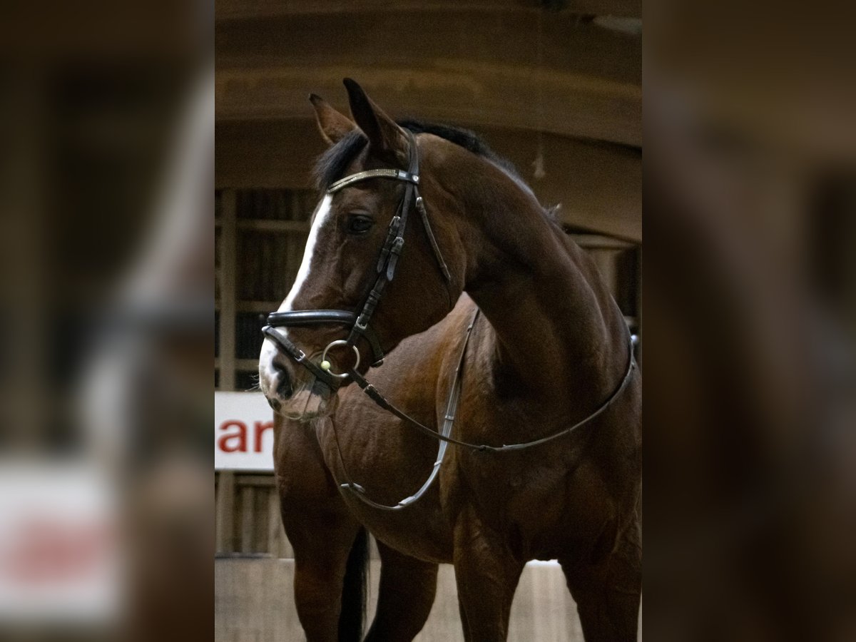 Württemberger Merrie 16 Jaar 168 cm Bruin in Speichersdorf
