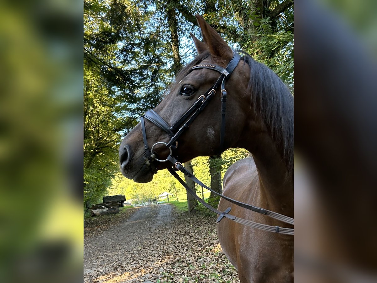 Württemberger Merrie 17 Jaar 162 cm Donkere-vos in Lahr/Schwarzwald