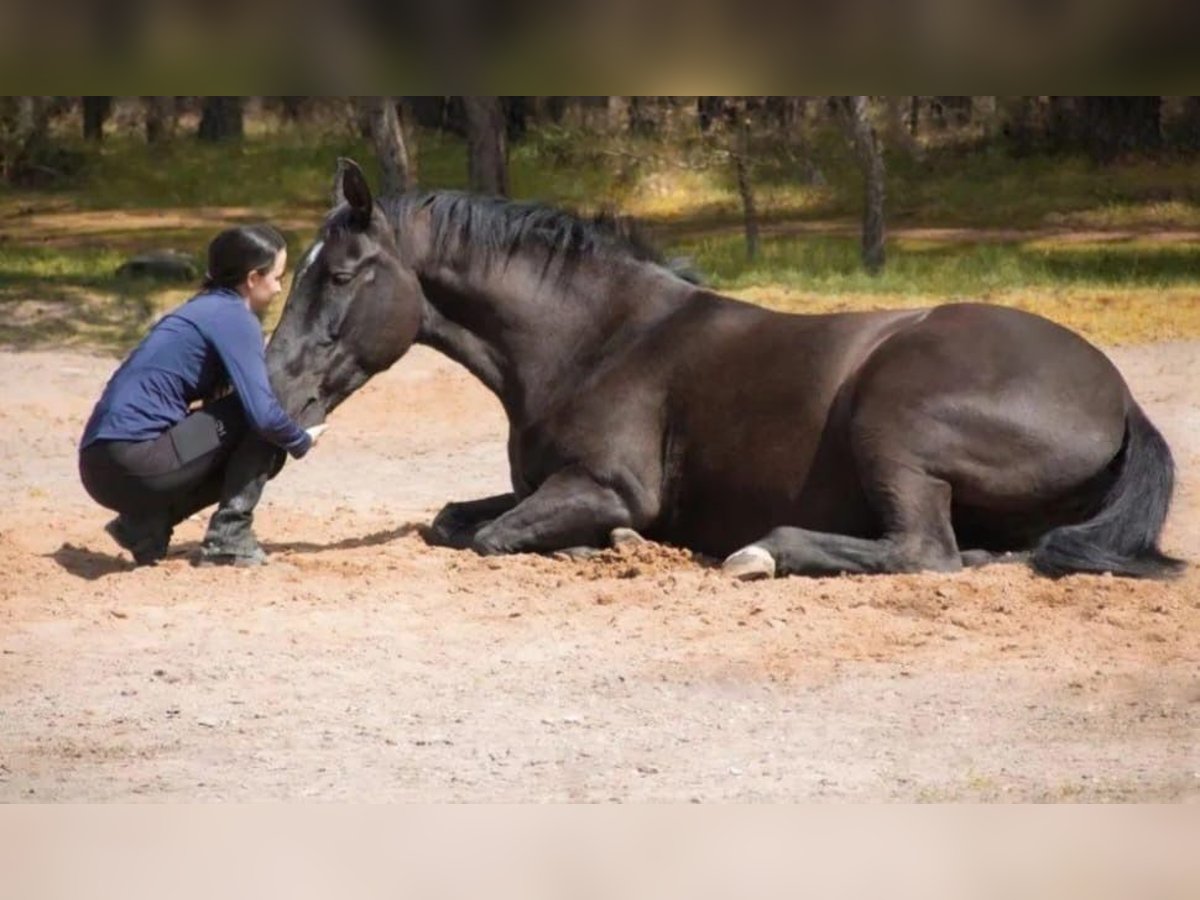 Württemberger Merrie 17 Jaar 168 cm Zwart in Aschaffenburg