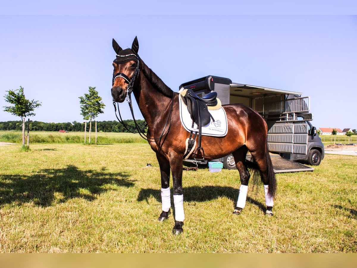 Württemberger Merrie 18 Jaar 163 cm Bruin in Forchheim