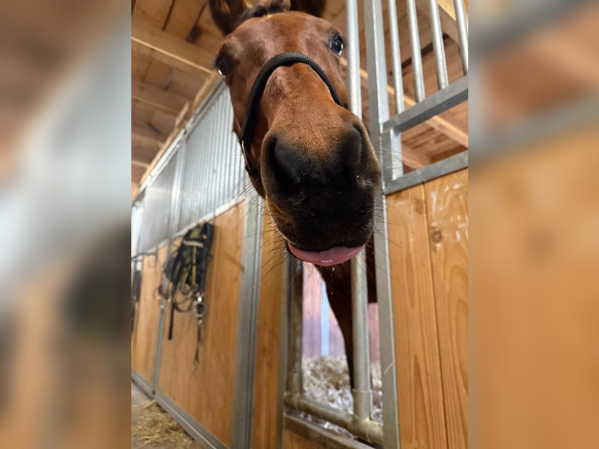 Württemberger Merrie 18 Jaar 167 cm Bruin in Wettenberg