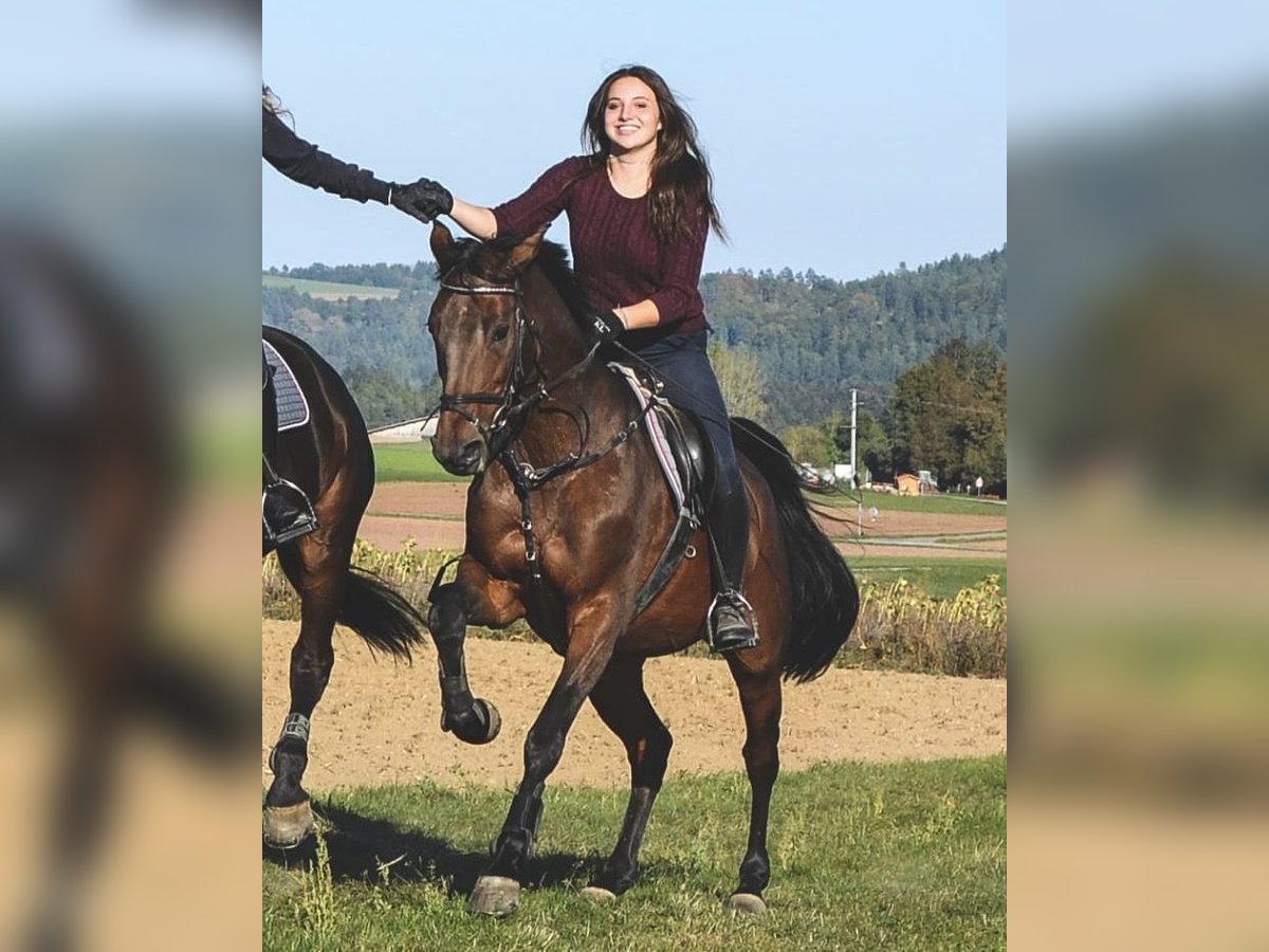 Württemberger Merrie 21 Jaar 165 cm Bruin in Wildberg