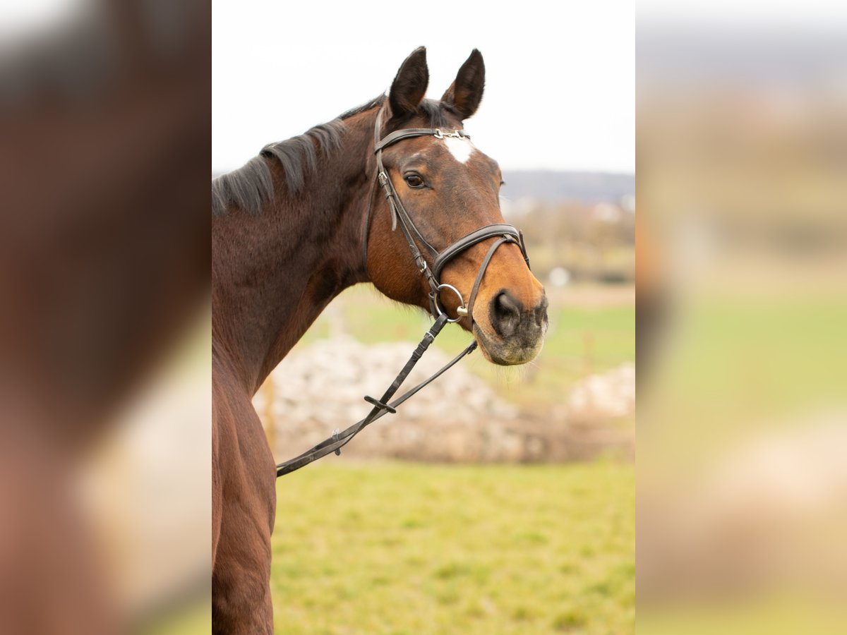 Württemberger Merrie 21 Jaar 170 cm Bruin in Herrenberg