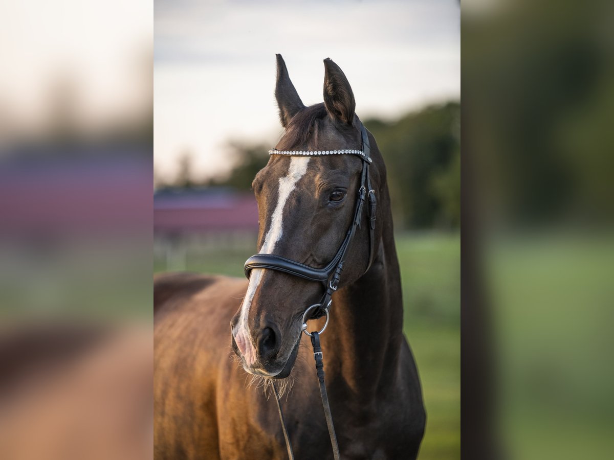 Württemberger Merrie 22 Jaar 165 cm Bruin in Emmering