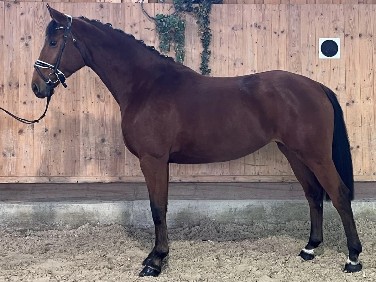 Württemberger Merrie 3 Jaar 166 cm Bruin in Riedlingen