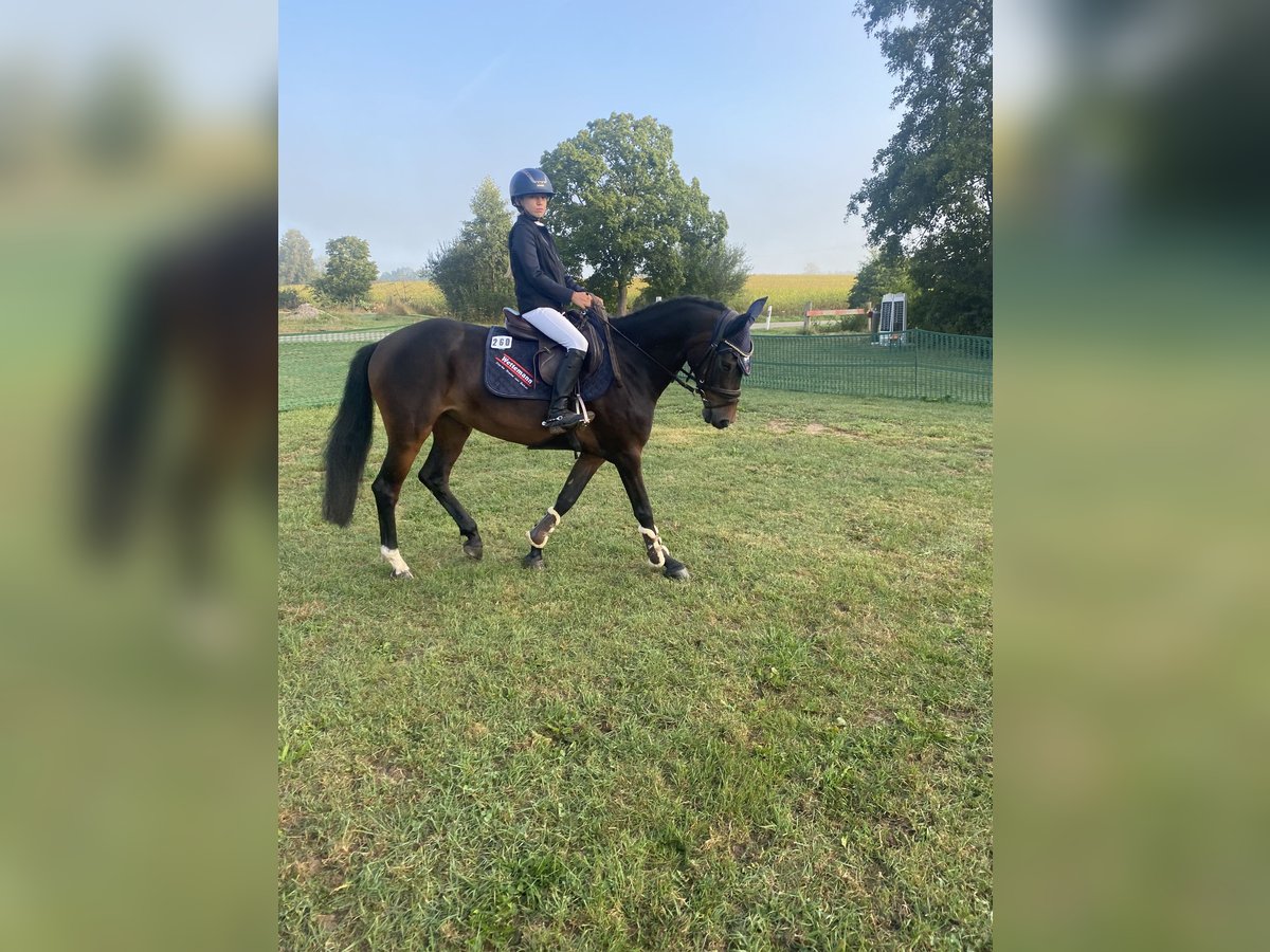 Württemberger Merrie 4 Jaar 148 cm Donkerbruin in Stimpfach