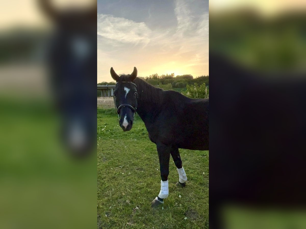 Württemberger Ruin 12 Jaar 164 cm Zwartbruin in Landshut