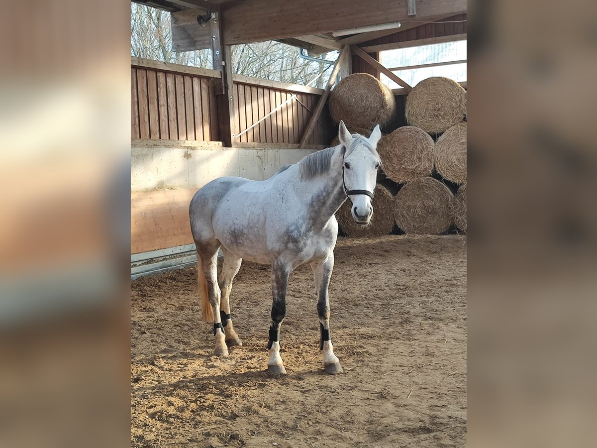 Württemberger Ruin 13 Jaar 172 cm Schimmel in Weilburg