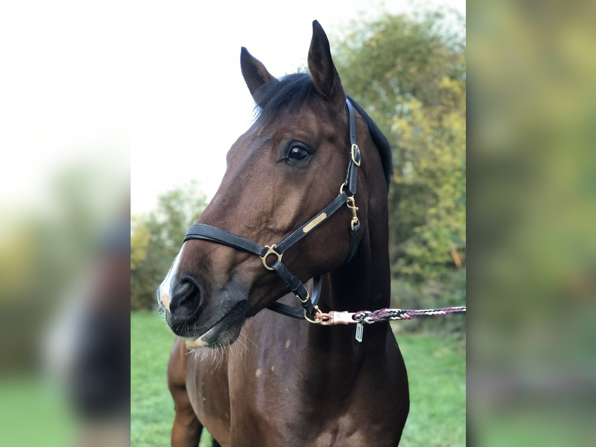 Württemberger Ruin 16 Jaar 167 cm Bruin in Murrhardt