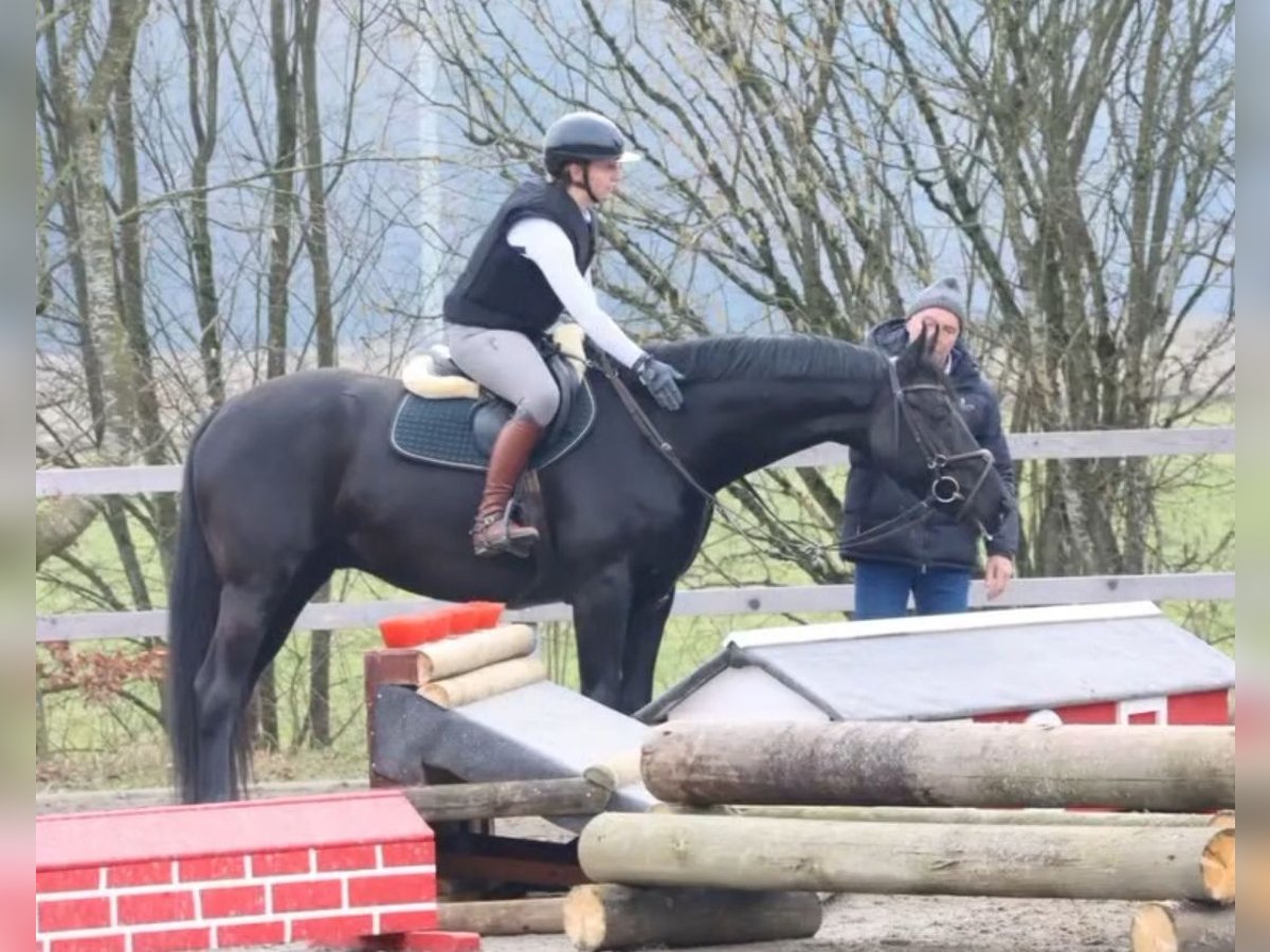 Württemberger Ruin 7 Jaar 167 cm Zwartbruin in Balzheim