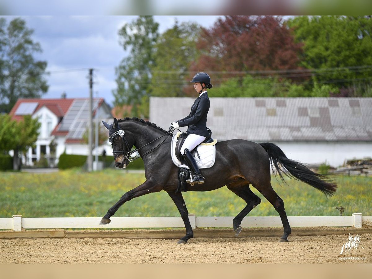 Württemberger Stute 12 Jahre 168 cm Schwarzbrauner in Schwendi