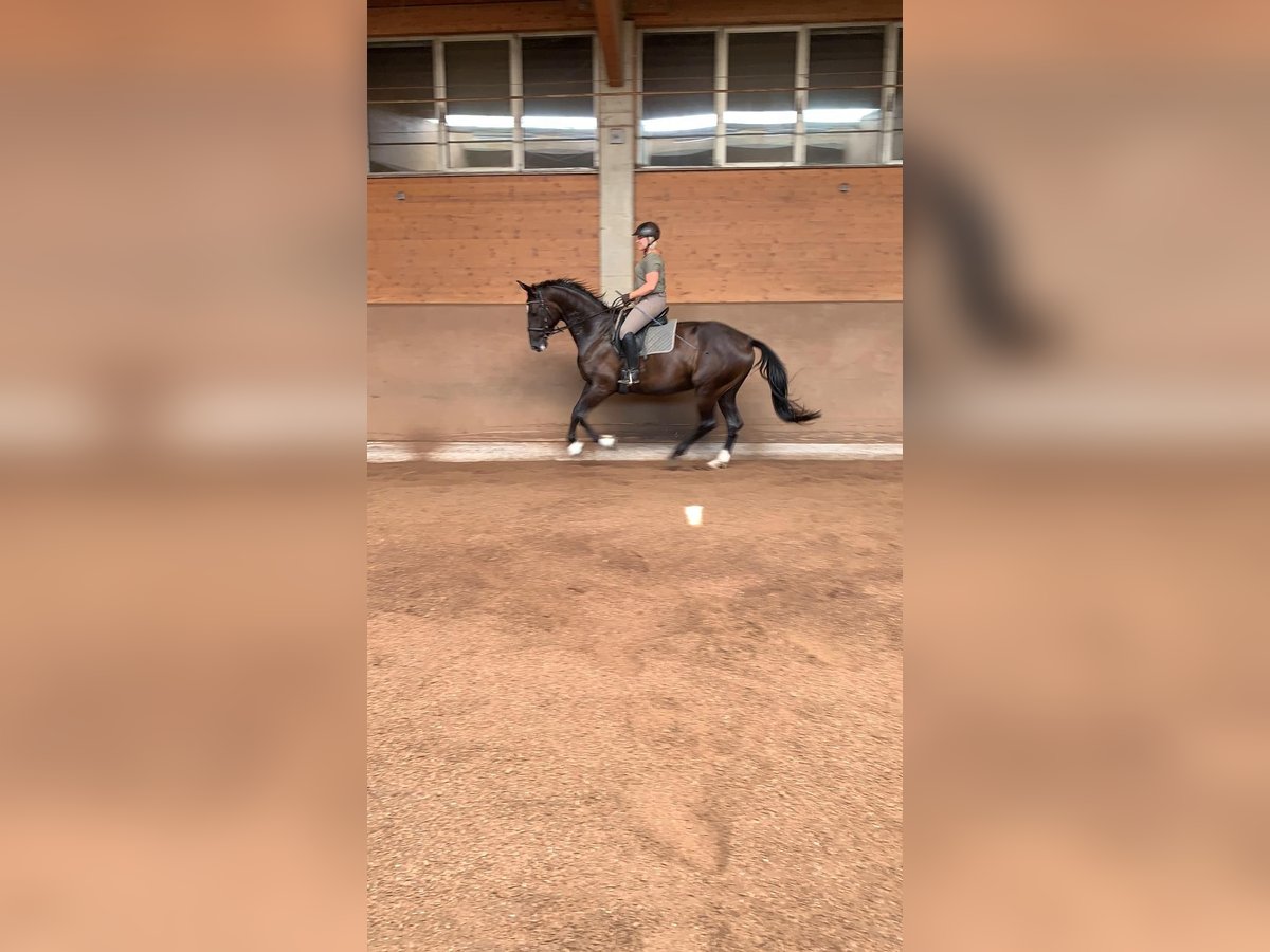 Württemberger Stute 12 Jahre 172 cm Brauner in Aiterhofen Württemberger Stute 12 Jahre 172 cm Brauner in Aiterhofen