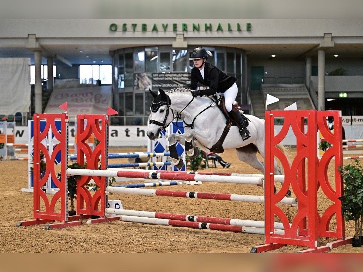 Württemberger Stute 14 Jahre 163 cm Schimmel in Stutensee