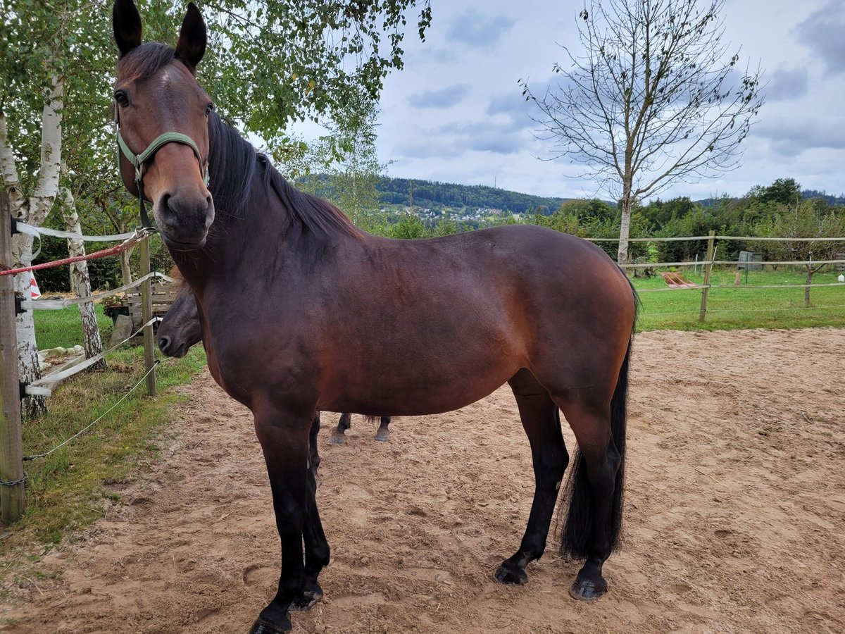 Württemberger Stute 14 Jahre 168 cm Brauner in Abtsgmünd Württemberger Stute 14 Jahre 168 cm Brauner in Abtsgmünd
