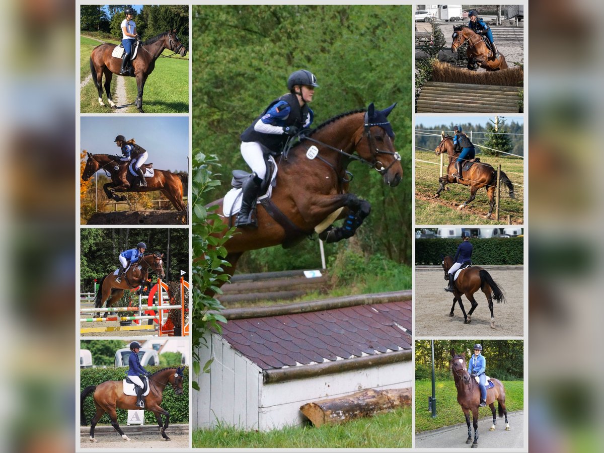 Württemberger Stute 14 Jahre in Altensteig