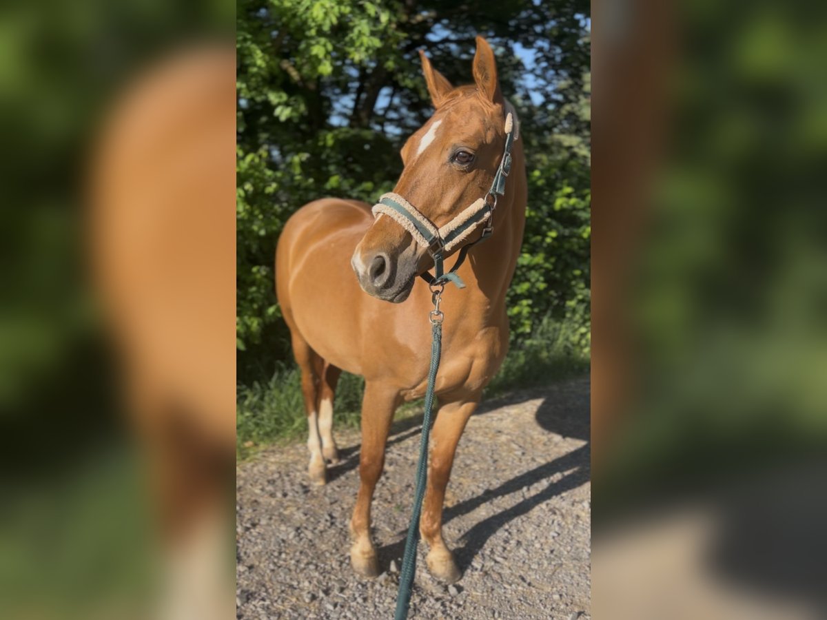 Württemberger Stute 15 Jahre 163 cm Fuchs in Berschweiler bei kirn
