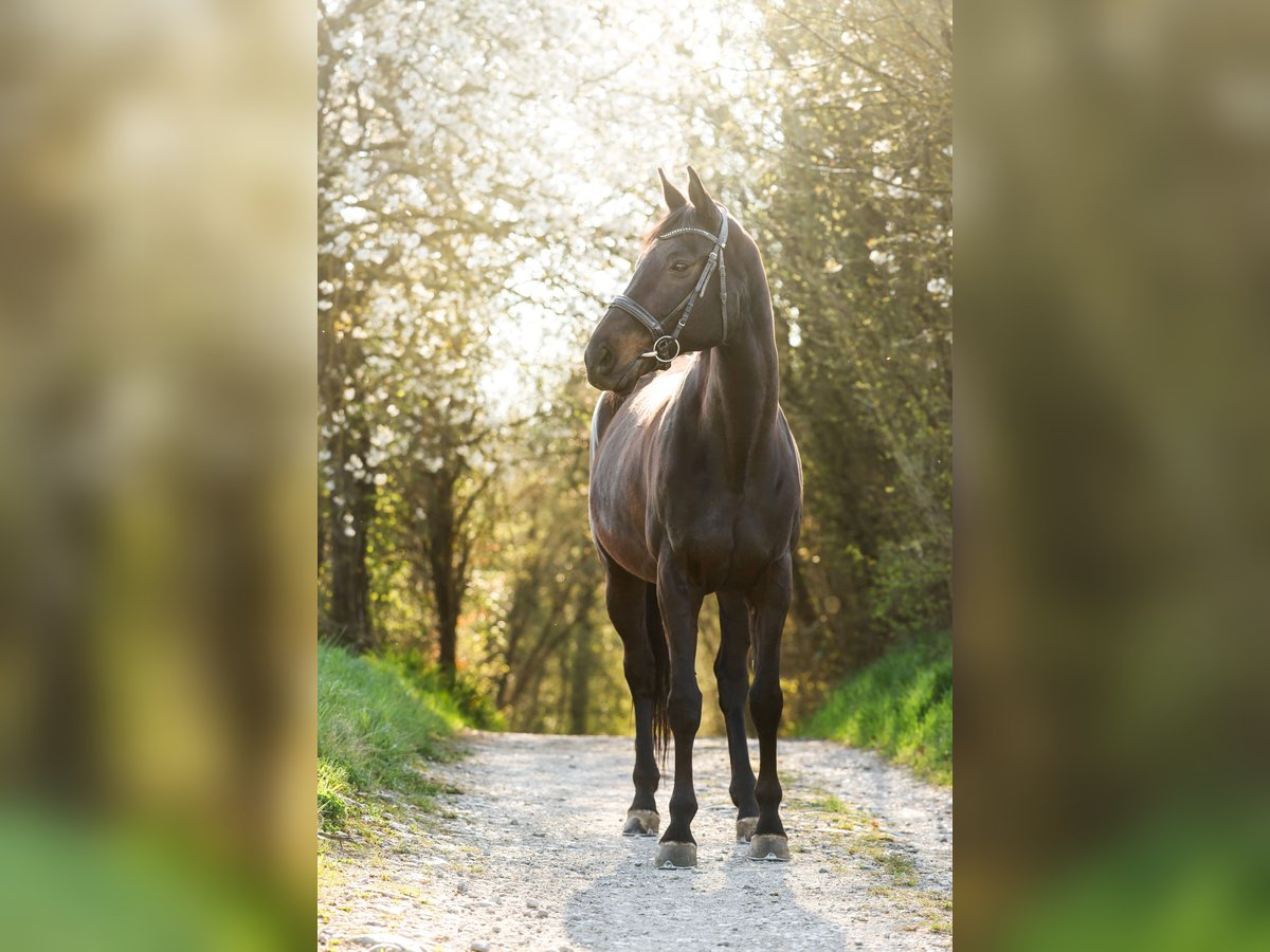 Württemberger Stute 15 Jahre 167 cm Schwarzbrauner in Marbach am Neckar