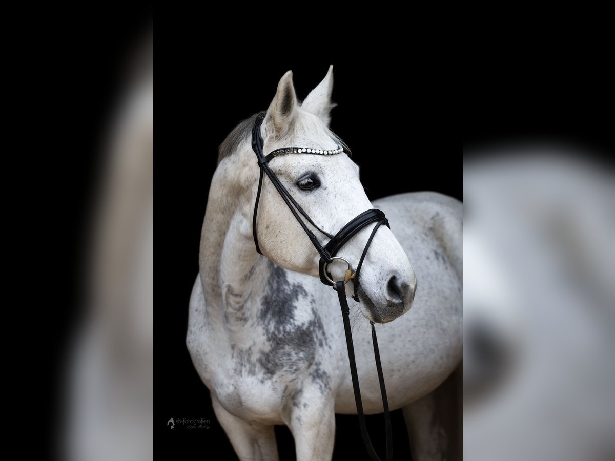 Württemberger Stute 18 Jahre 165 cm Schimmel in Otterstadt