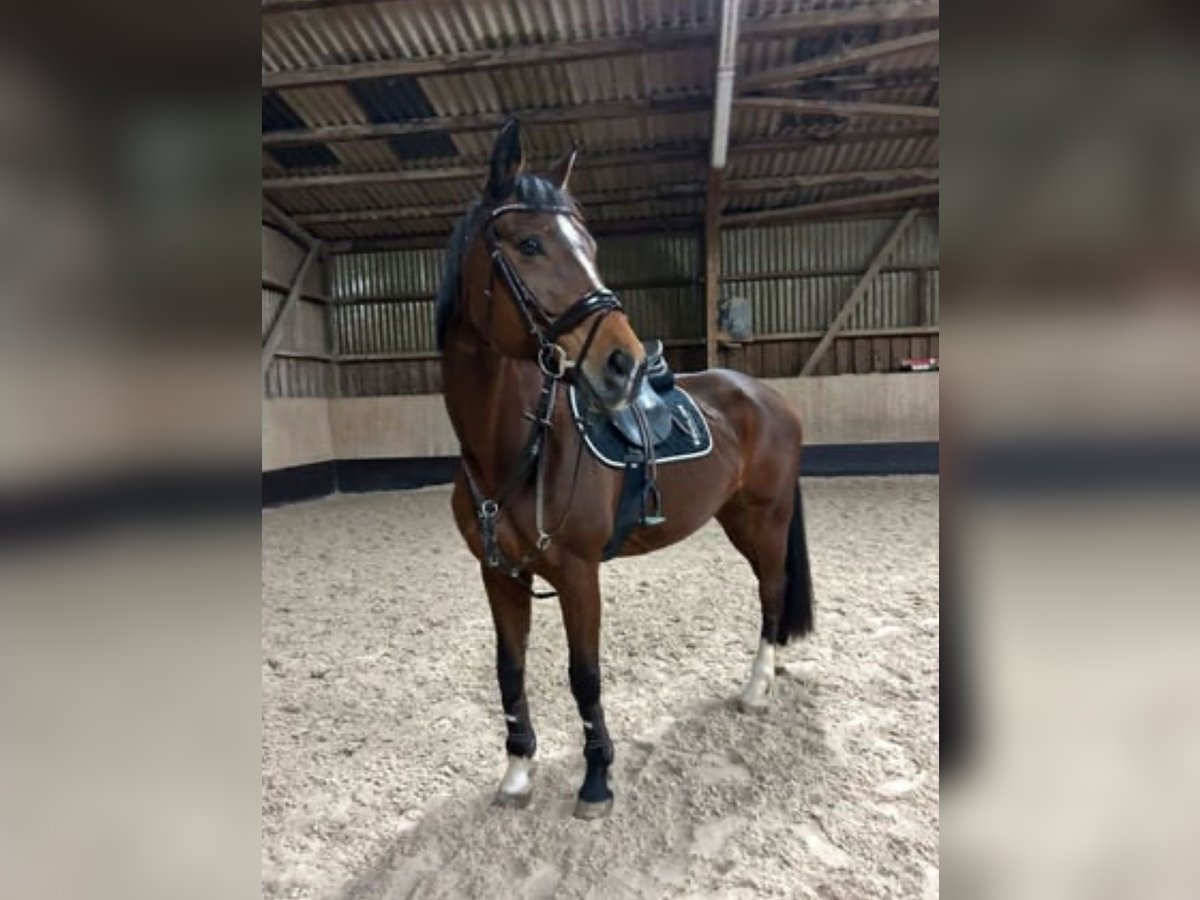 Württemberger Stute 19 Jahre 165 cm Brauner in Nürtingen Württemberger Stute 19 Jahre 165 cm Brauner in Nürtingen