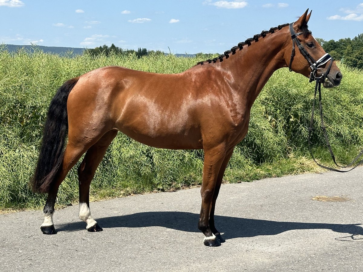 Württemberger Stute 6 Jahre 158 cm Brauner in Riedlingen