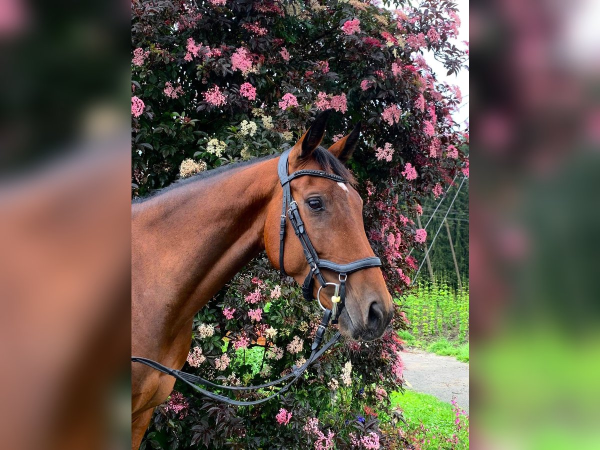 Württemberger Stute 6 Jahre 162 cm Brauner in Ravensburg