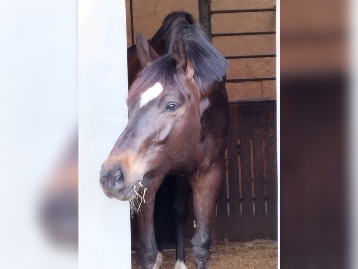 Württemberger Stute 6 Jahre 168 cm Schwarzbrauner in Vörstetten