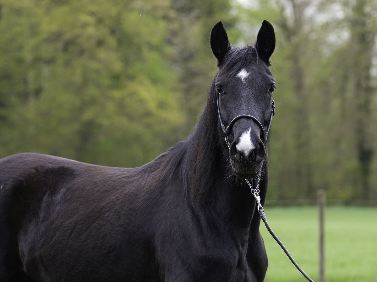 Württemberger Stute 7 Jahre 162 cm Rappe in Bad Schussenried