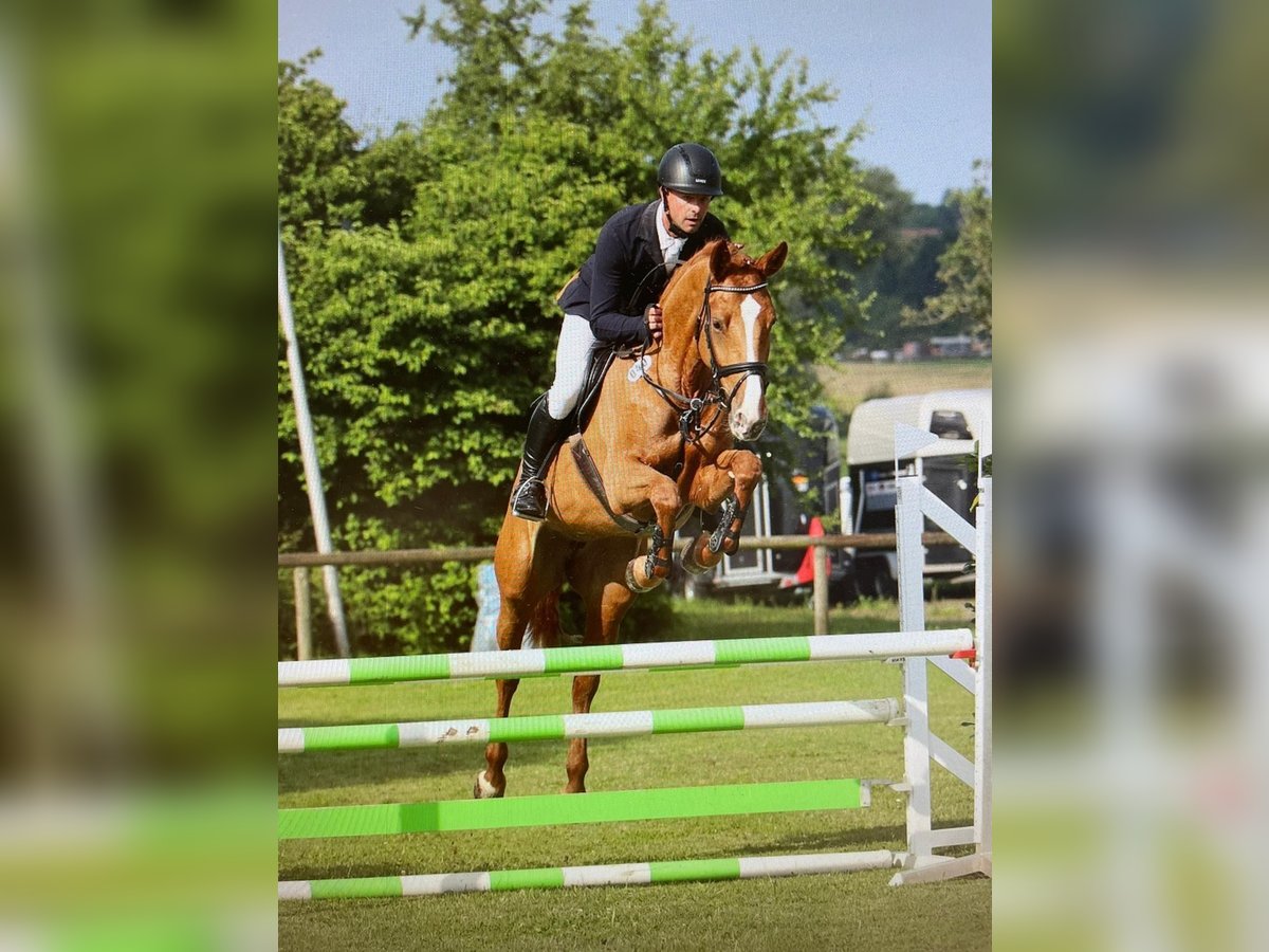 Württemberger Stute 8 Jahre 168 cm Fuchs in Waiblingen