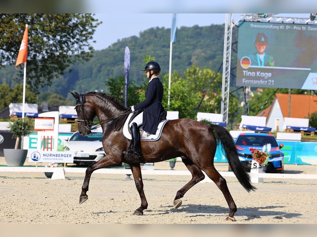 Württemberger Wallach 10 Jahre 175 cm Rappe in G&#xF6;rlitz
